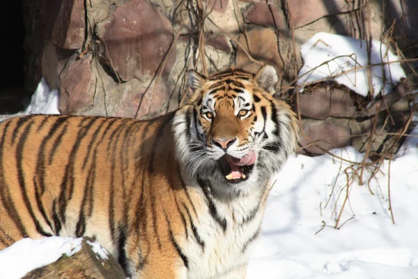 Сибирский тигр — стоковое фото
