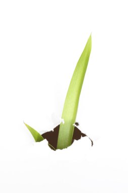 büyüme