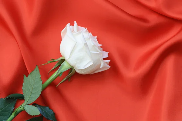 Rosa bianca su rosso — Foto Stock