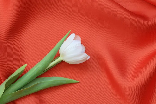 Tulipán blanco sobre rojo — Foto de Stock