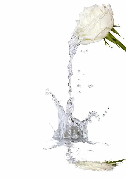 Rose und plätscherndes Wasser — Stockfoto