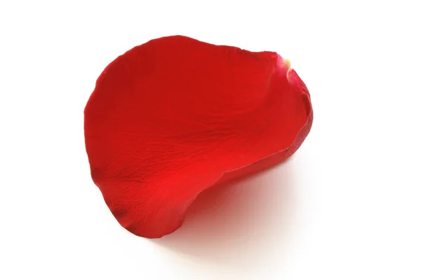 Petalo di rosa rossa — Foto Stock