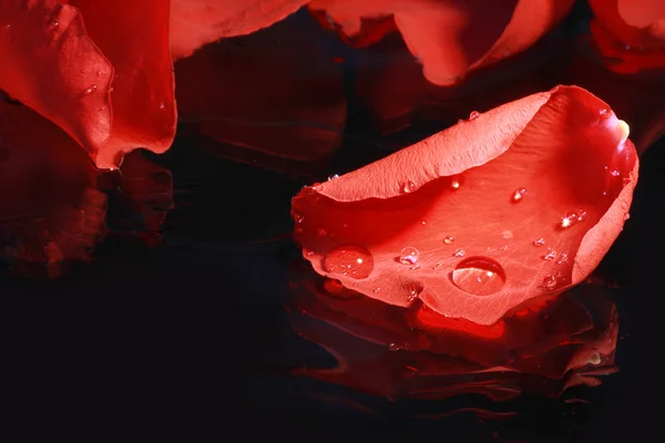 Красный лепесток розы — стоковое фото