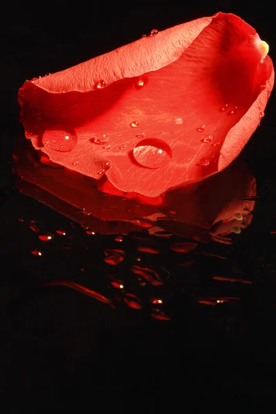Pétalo de rosa roja — Foto de Stock