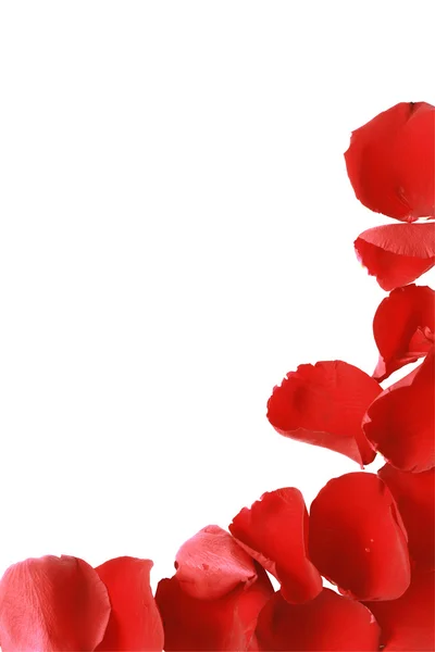 赤いバラの花びらの境界線 — ストック写真
