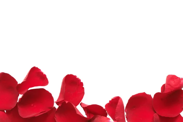 Rosa vermelha pétala fronteira — Fotografia de Stock