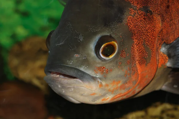 Aquarian Fish — Stock Photo, Image
