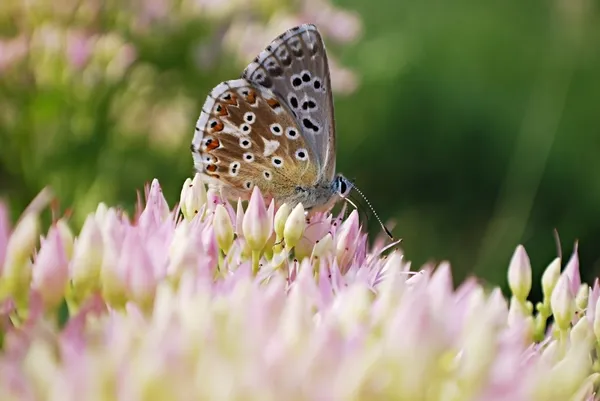 Sedum에 나비 — 스톡 사진