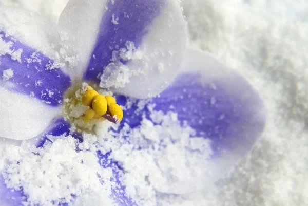 Fialový květ ve sněhu — Stock fotografie