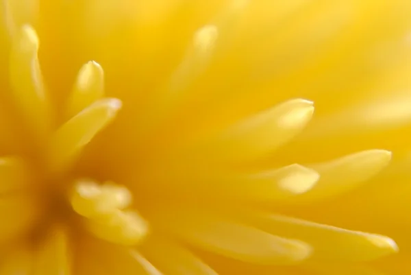 Хризантема — стоковое фото