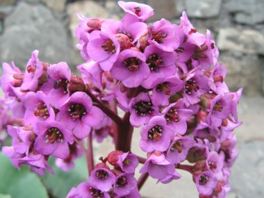 bergenia