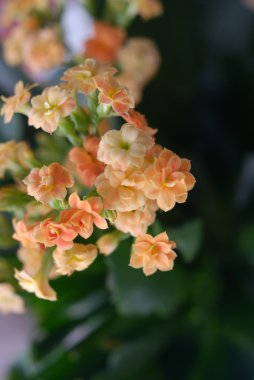 Succus Kalanchoes