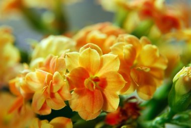 Succus Kalanchoes