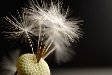 Dandelion clipart