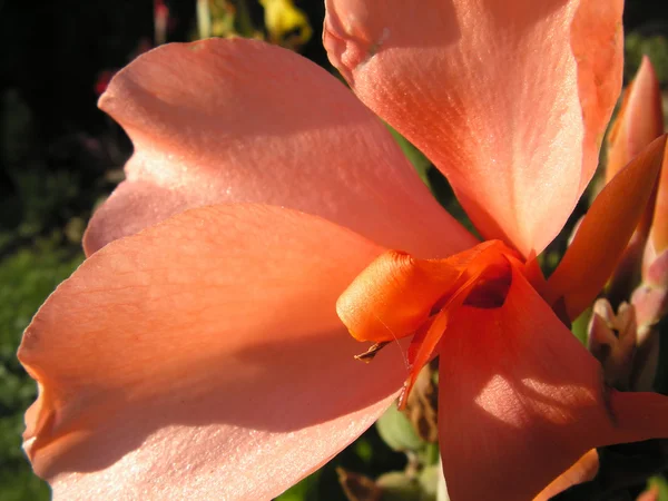 Kana çiçeği — Stok fotoğraf
