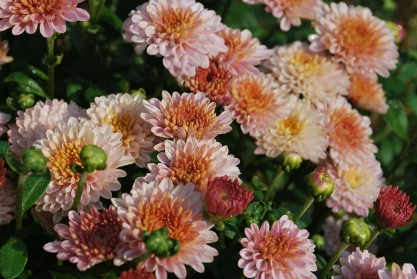 Crisantemo — Foto de Stock