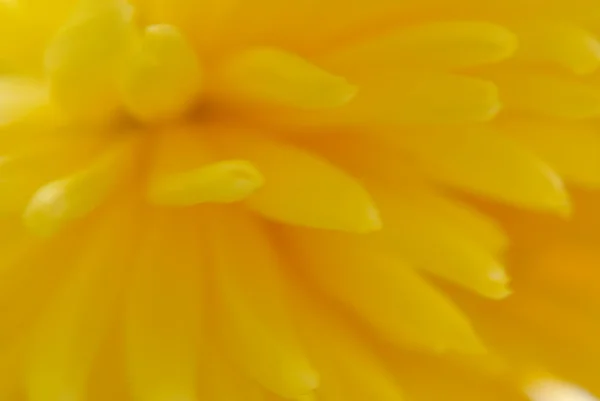 Yellow flower chrysanthemum — Stock Photo, Image