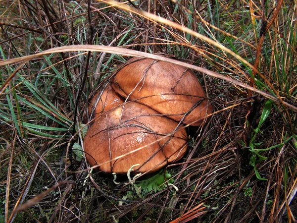 stock image Mushrooms