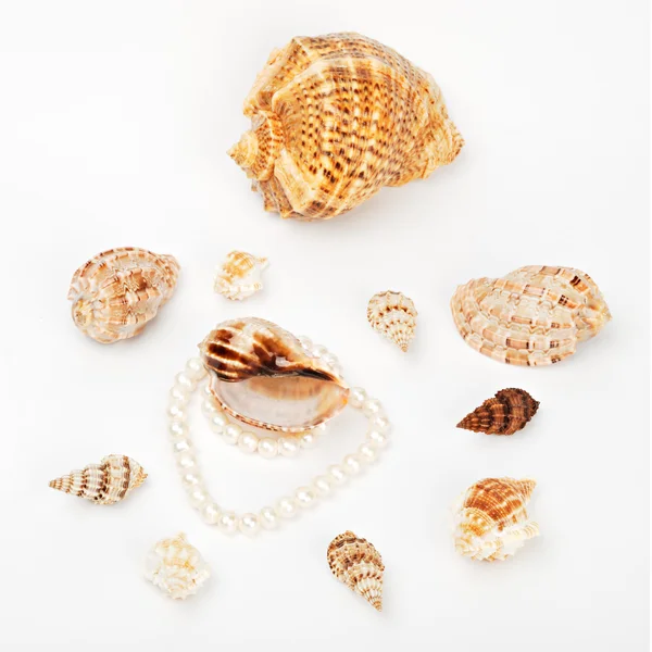 Conchas y perlas —  Fotos de Stock
