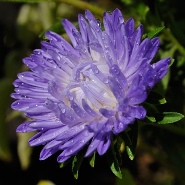 Aster