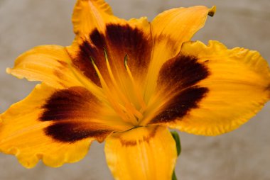 Daylily