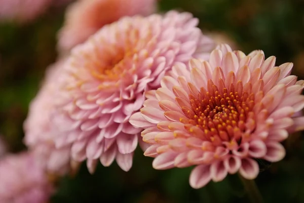 Crisantemo — Foto de Stock