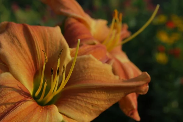 Day lily — Stock Photo, Image