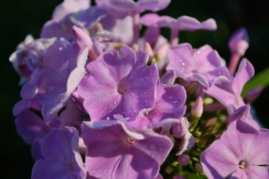 Phlox