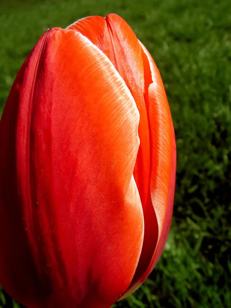 Tulipán único — Foto de Stock