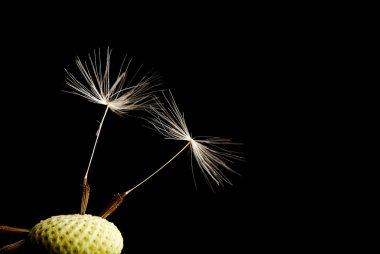 Dandelion clipart