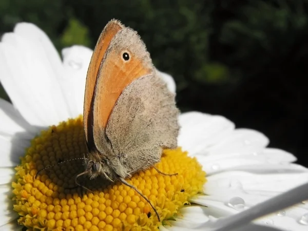 Vlinder — Stockfoto