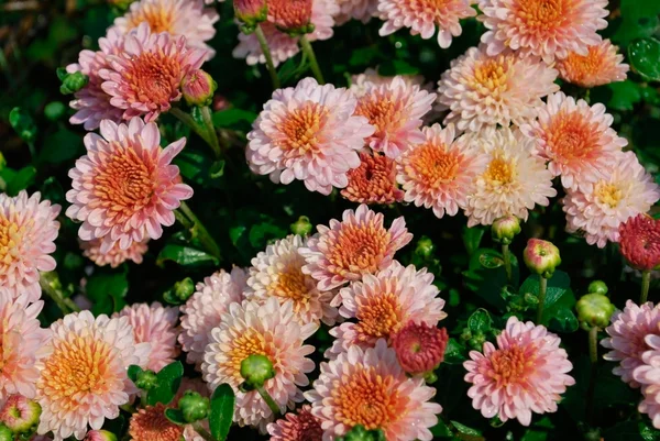 Autumn chrysanthemum background — Stock Photo, Image