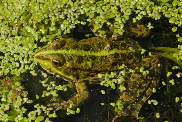 Żaba — Zdjęcie stockowe