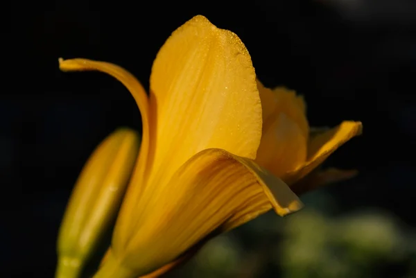 Daylily — Stok fotoğraf