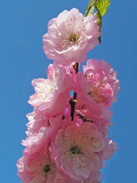 Prunus triloba — Stock Photo, Image