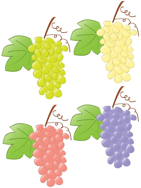 Grape — Stock Vector