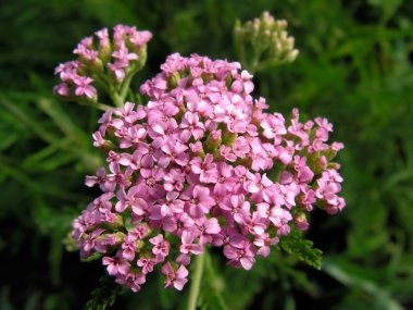 Achillea