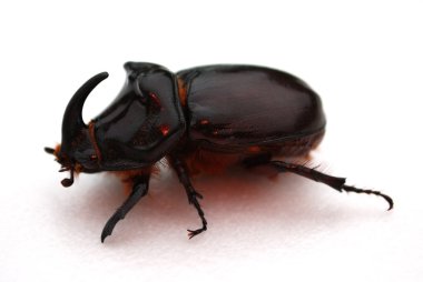 Rhinoceros beetle clipart