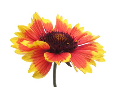 Gaillardia