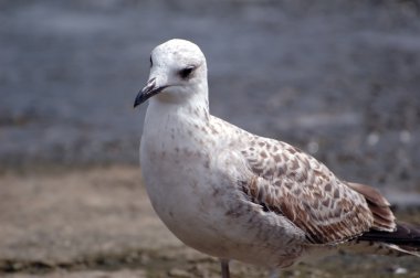 Seagull clipart