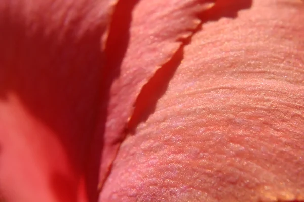 กลีบดอก — ภาพถ่ายสต็อก