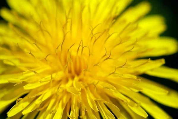 stock image Dandelion