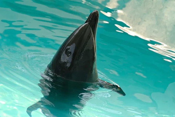 Bottle-nosed dolphin — Stock Photo, Image