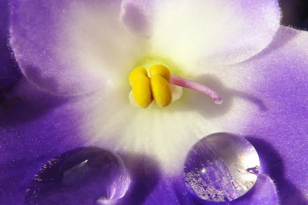 Капли на фиолетовый цветок — стоковое фото