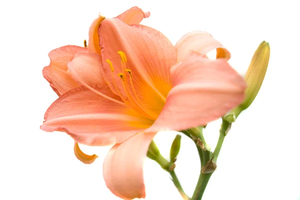 Lily — Stock Photo, Image