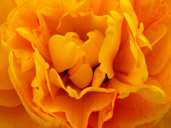 Één tulip — Stockfoto