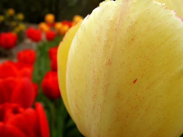 Красивые тюльпаны — стоковое фото