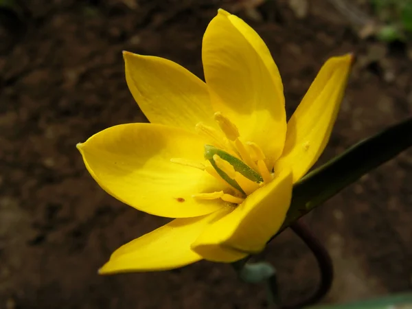 Vad tulipán — Stock Fotó