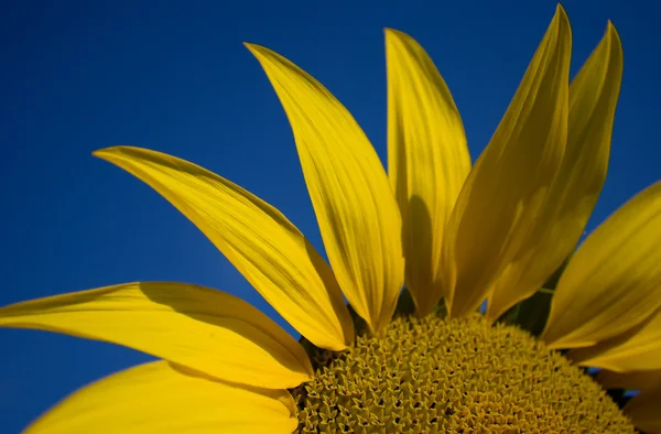 Sonnenblume — Stockfoto