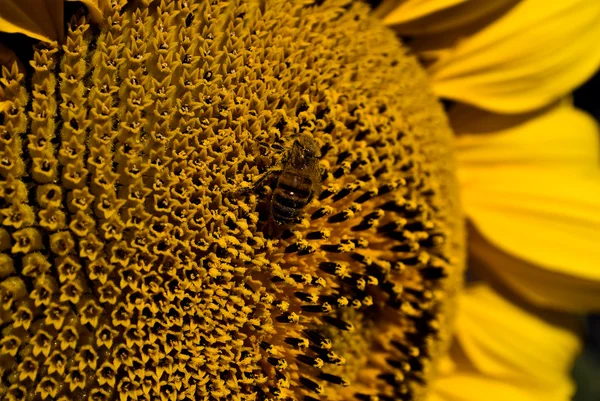 Бджола на соняшник — стокове фото